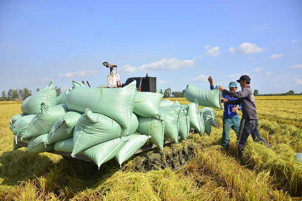 Hợp tác xã nông nghiệp Hòa Tiến, xã Hòa Thuận tăng lợi nhuận nhờ áp dụng phương pháp cấy lúa bằng máy và liên kết với doanh nghiệp bao tiêu sản phẩm. Trong ảnh: Nông dân Hợp tác xã Hòa Tiến thu hoạch lúa. 